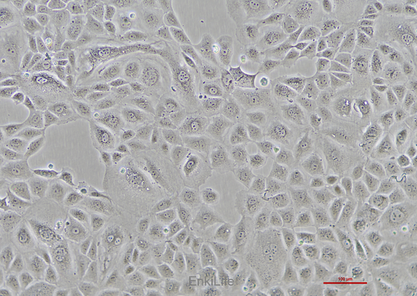 大鼠肾细胞NRK-52E(种属鉴定) | EnkiLife恩玑生命