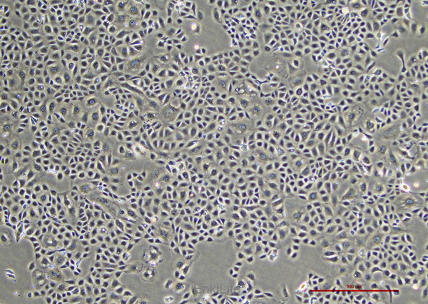 大鼠肾细胞NRK-52E(种属鉴定) | EnkiLife恩玑生命