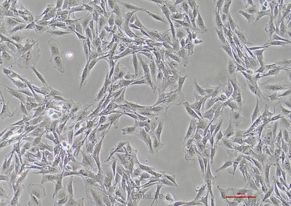 大鼠肾小球系膜细胞HBZY-1(种属鉴定) | EnkiLife恩玑生命