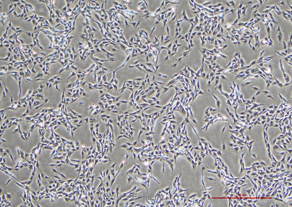 大鼠肾小球系膜细胞HBZY-1(种属鉴定) | EnkiLife恩玑生命
