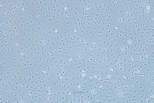 大鼠小肠隐窝上皮细胞IEC-6(种属鉴定) | EnkiLife恩玑生命