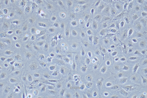 大鼠小肠隐窝上皮细胞IEC-6(种属鉴定) | EnkiLife恩玑生命