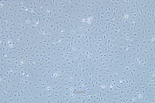 大鼠小肠隐窝上皮细胞IEC-6(种属鉴定) | EnkiLife恩玑生命