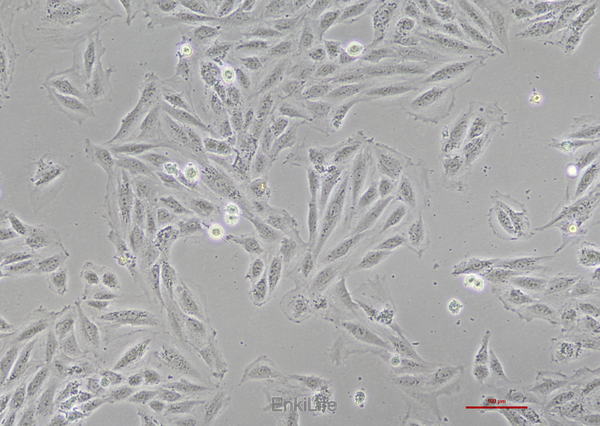 大鼠心肌细胞H9C2(种属鉴定) | EnkiLife恩玑生命