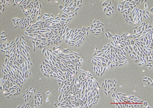 大鼠心肌细胞H9C2(种属鉴定) | EnkiLife恩玑生命