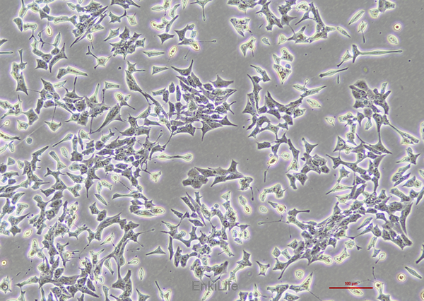 大鼠胰岛细胞瘤细胞INS-1(种属鉴定) | EnkiLife恩玑生命
