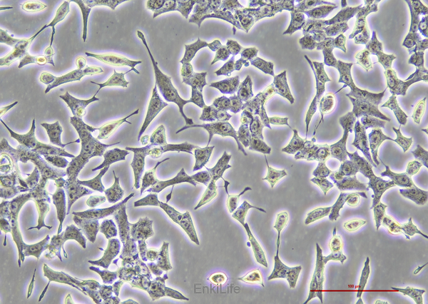 大鼠胰岛细胞瘤细胞INS-1(种属鉴定) | EnkiLife恩玑生命
