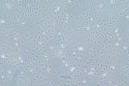 恒河猴肾细胞MA-104(种属鉴定) | EnkiLife恩玑生命