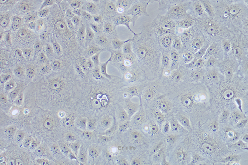 恒河猴肾细胞MA-104(种属鉴定) | EnkiLife恩玑生命