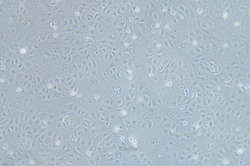 恒河猴肾细胞MA-104(种属鉴定) | EnkiLife恩玑生命