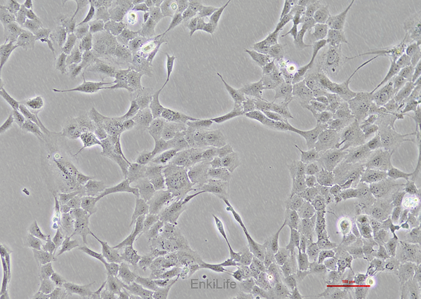 猴脉络膜-视网膜内皮细胞RF/6A(种属鉴定) | EnkiLife恩玑生命