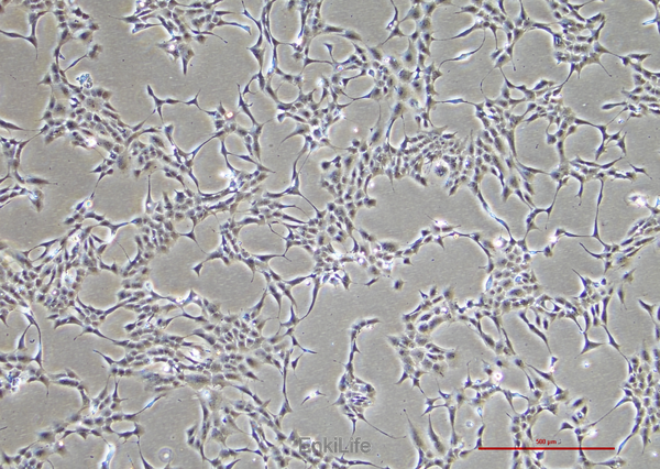 猴脉络膜-视网膜内皮细胞RF/6A(种属鉴定) | EnkiLife恩玑生命