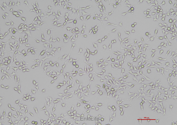 鸡肝癌细胞LMH(种属鉴定) | EnkiLife恩玑生命