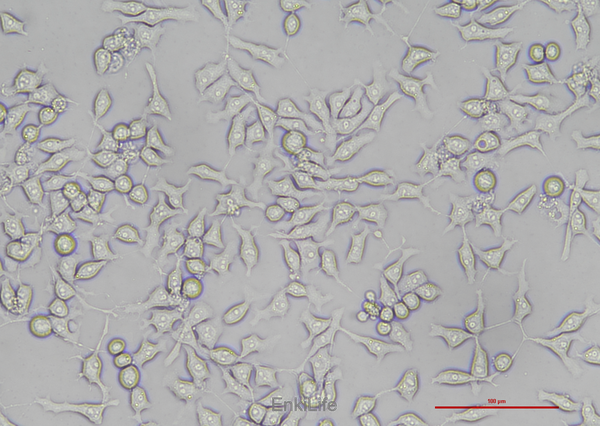 鸡肝癌细胞LMH(种属鉴定) | EnkiLife恩玑生命