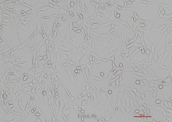 猫肾细胞CRFK(种属鉴定) | EnkiLife恩玑生命