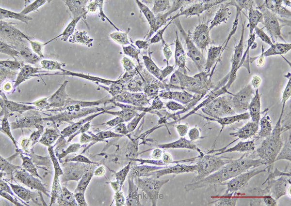 猫肾细胞CRFK(种属鉴定) | EnkiLife恩玑生命