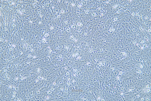 猫肾细胞F81(种属鉴定) | EnkiLife恩玑生命