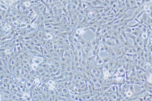 猫肾细胞F81(种属鉴定) | EnkiLife恩玑生命