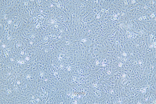 猫肾细胞F81(种属鉴定) | EnkiLife恩玑生命