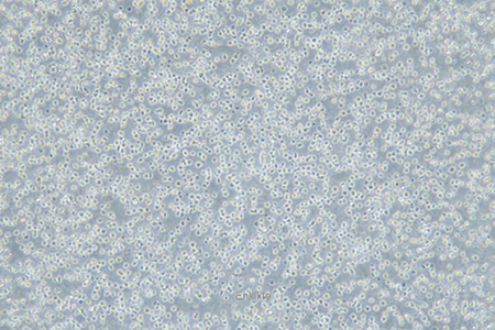 人B淋巴白血病细胞NALM-6(STR鉴定) | EnkiLife恩玑生命