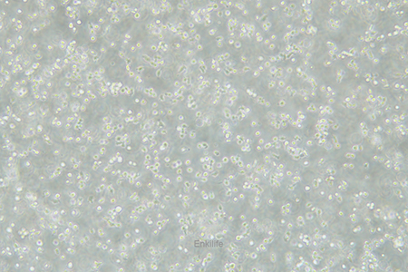 人B淋巴母细胞HMy2.CIR | EnkiLife恩玑生命