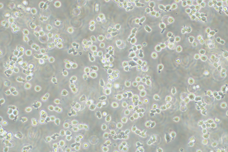 人B淋巴母细胞HMy2.CIR | EnkiLife恩玑生命