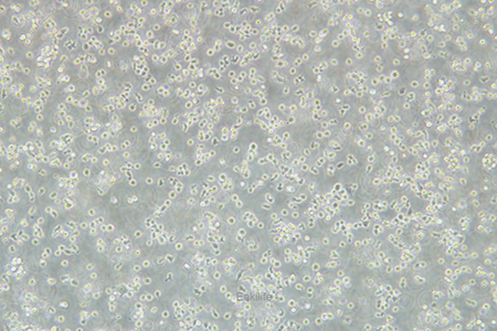 人B淋巴母细胞HMy2.CIR | EnkiLife恩玑生命