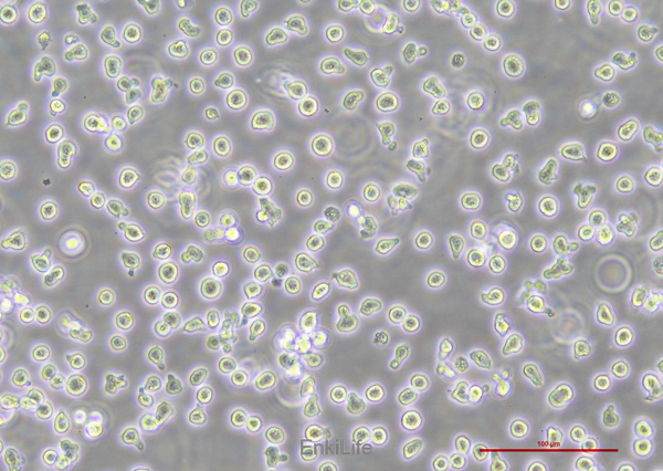 人B淋巴细胞瘤细胞RAMOS(STR鉴定) | EnkiLife恩玑生命