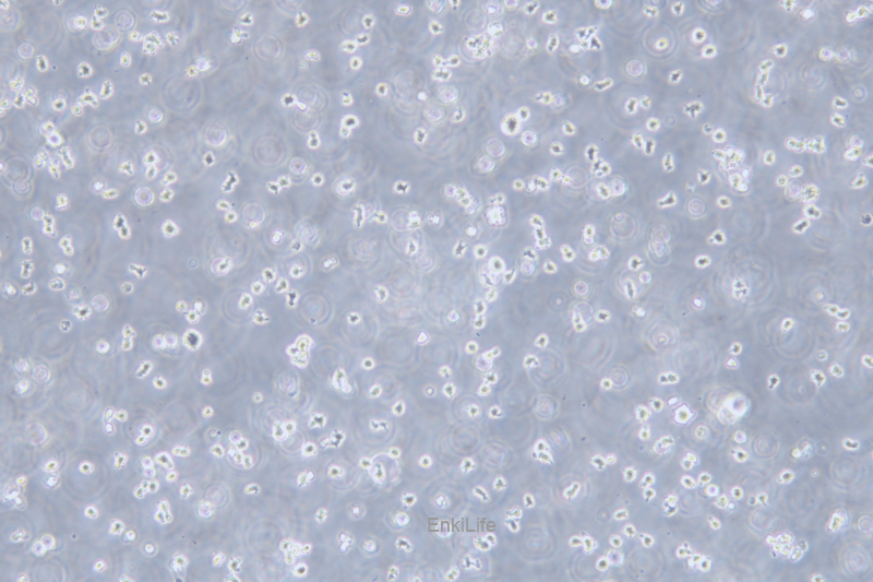 人T淋巴瘤白血病细胞H9/HTLV-IIIB(STR鉴定) | EnkiLife恩玑生命