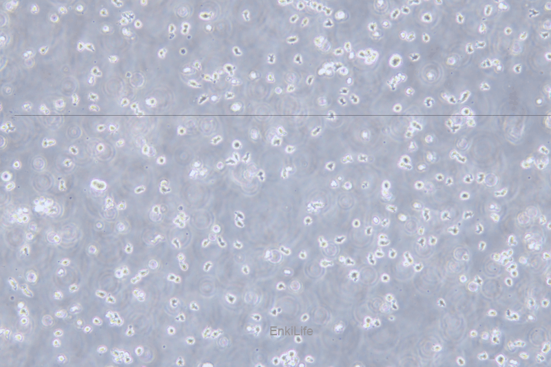 人T淋巴瘤白血病细胞H9/HTLV-IIIB(STR鉴定) | EnkiLife恩玑生命
