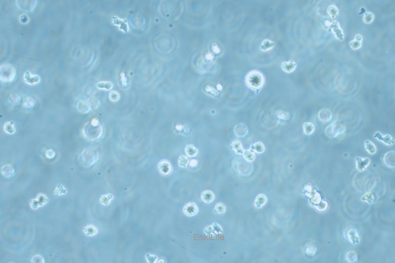 人T淋巴瘤白血病细胞H9/HTLV-IIIB(STR鉴定) | EnkiLife恩玑生命