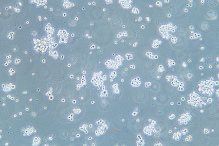 人T淋巴细胞白血病细胞Hut-78(STR鉴定) | EnkiLife恩玑生命