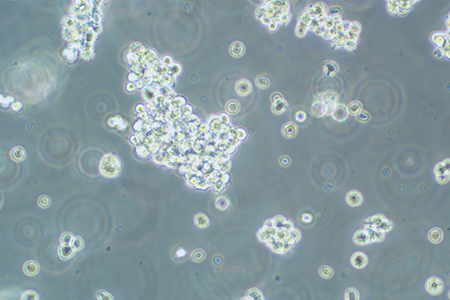 人T淋巴细胞白血病细胞Hut-78(STR鉴定) | EnkiLife恩玑生命