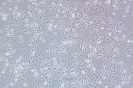 人膀胱癌细胞EJ-1(STR鉴定) | EnkiLife恩玑生命