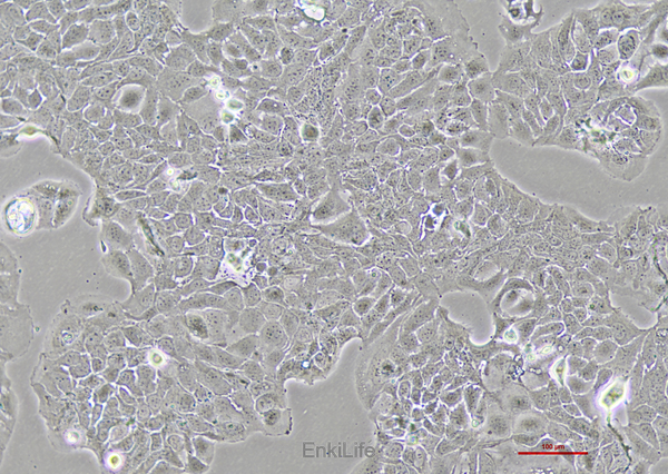 人膀胱癌细胞HT-1376(STR鉴定) | EnkiLife恩玑生命