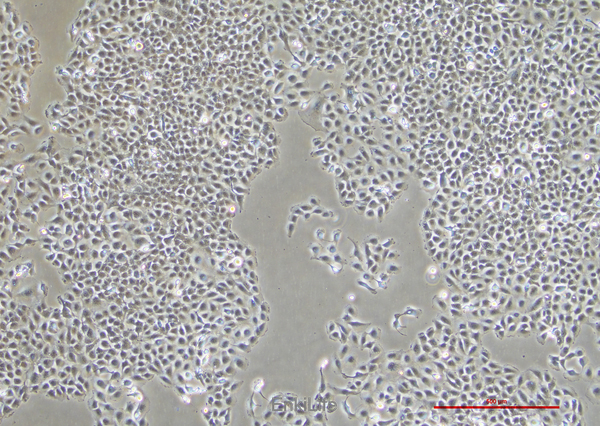 人膀胱移行细胞癌细胞T24(STR鉴定) | EnkiLife恩玑生命