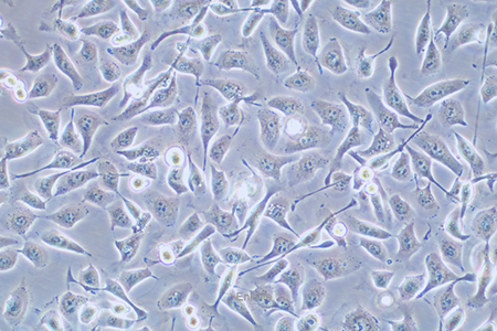 人鼻咽癌细胞HNE1(STR鉴定) | EnkiLife恩玑生命