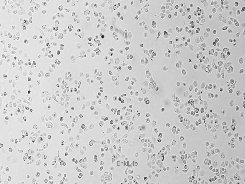 人大细胞肺癌细胞NCI-H661(STR鉴定) | EnkiLife恩玑生命