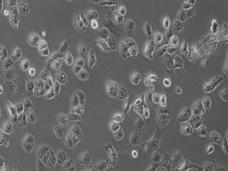 人大细胞肺癌细胞NCI-H661(STR鉴定) | EnkiLife恩玑生命