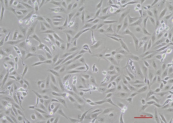 人胆囊癌细胞NOZ(STR鉴定) | EnkiLife恩玑生命