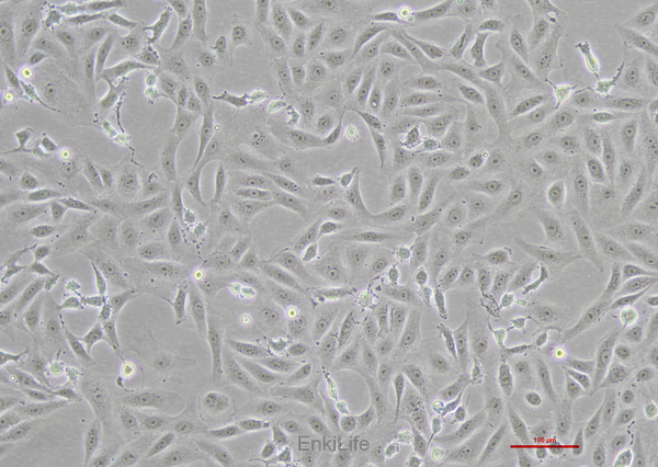 人胆囊癌细胞NOZ(STR鉴定) | EnkiLife恩玑生命