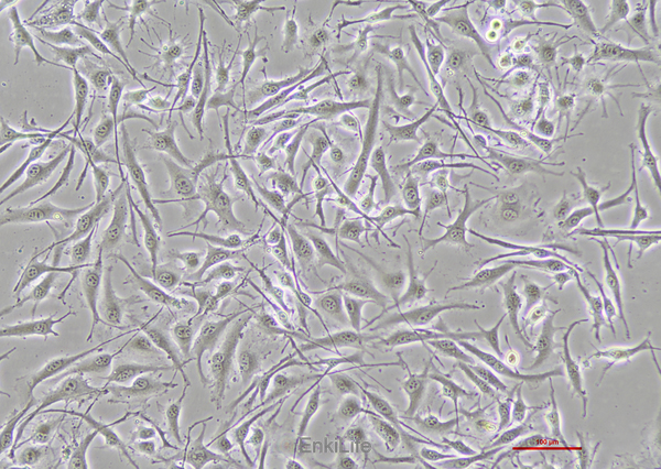 人恶性黑色素瘤细胞SK-MEL-28(STR鉴定) | EnkiLife恩玑生命