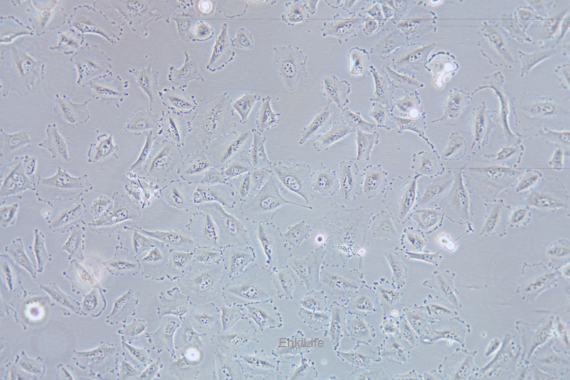 人非小细胞肺癌细胞HCC-44(STR鉴定) | EnkiLife恩玑生命