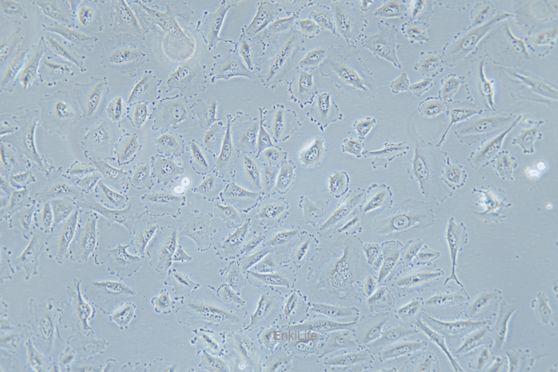 人非小细胞肺癌细胞HCC-44(STR鉴定) | EnkiLife恩玑生命