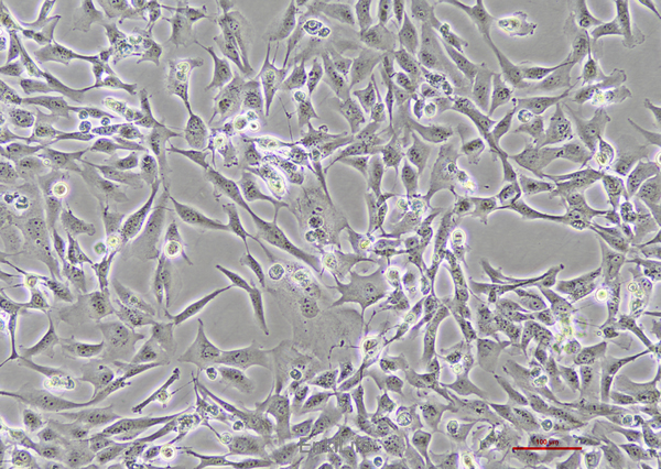 人肺癌细胞Calu-1(STR鉴定) | EnkiLife恩玑生命