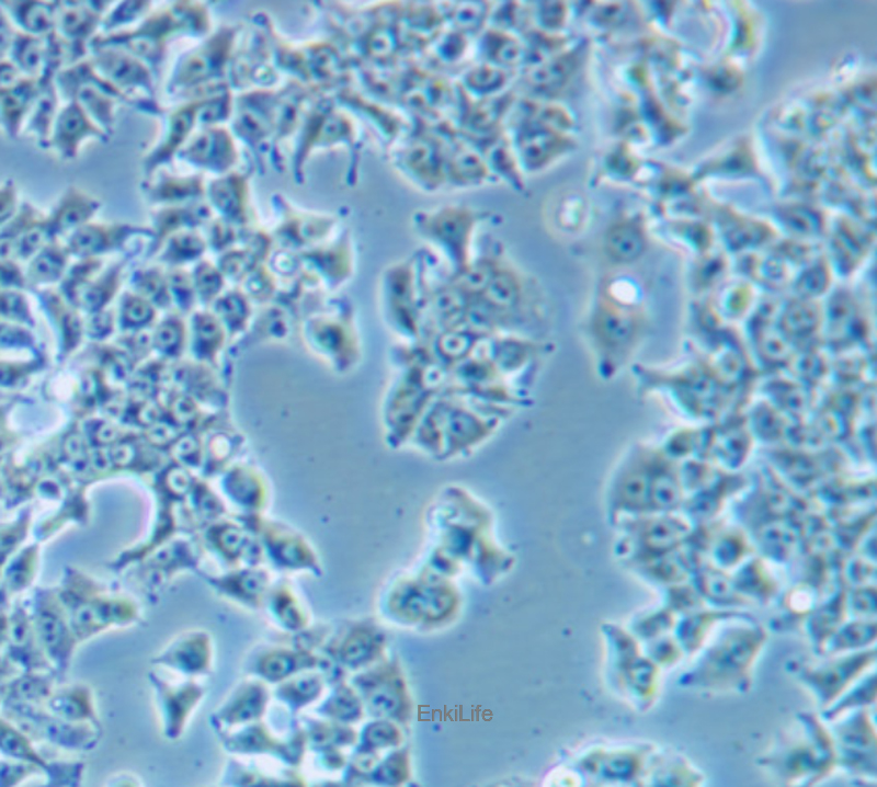 人肺癌细胞DMS 53(STR鉴定) | EnkiLife恩玑生命