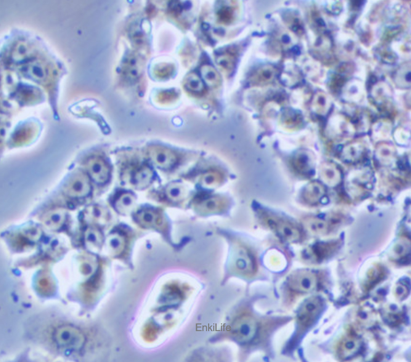 人肺癌细胞DMS 53(STR鉴定) | EnkiLife恩玑生命