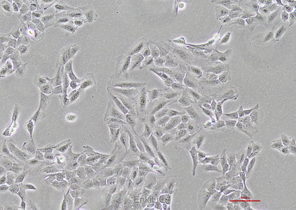 人肺鳞癌细胞SK-MES-1(STR鉴定) | EnkiLife恩玑生命