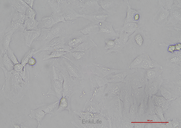 人肺鳞癌细胞SK-MES-1(STR鉴定) | EnkiLife恩玑生命