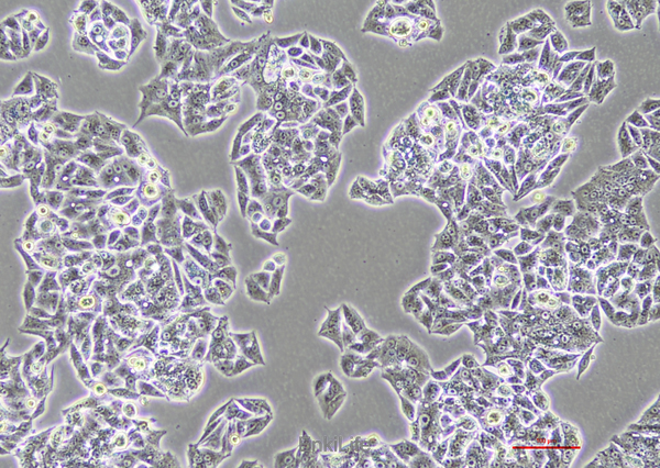 人肺腺癌细胞NCI-H1395(STR鉴定) | EnkiLife恩玑生命